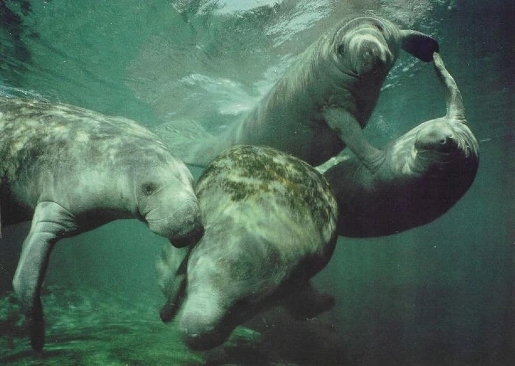 Loài vật kỳ lạ gắn với truyền thuyết về nàng tiên cá