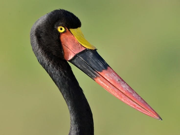 Loài chim săn mồi độc đáo, có mỏ kỳ lạ nhất châu Phi