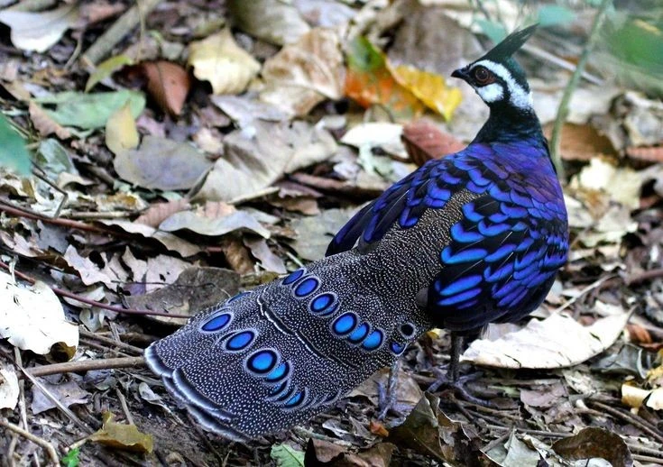 Cận cảnh loài gà rừng đẹp nhất thế giới, mang tên Napoleon đại đế 