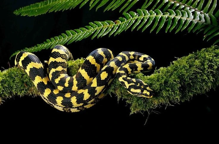 Cận thấy loài trăn đẹp nhất thế giới, hoa văn siêu độc lạ 