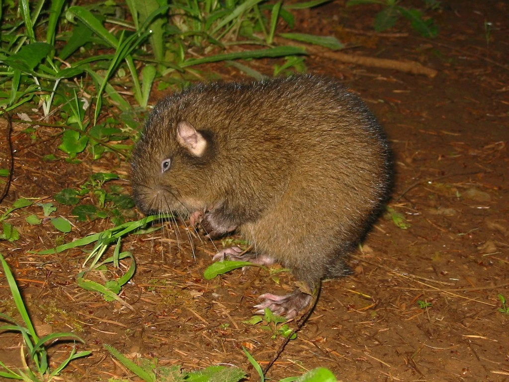 Tận mục loài gặm nhấm cổ nhất hành tinh, triệu năm không thay đổi