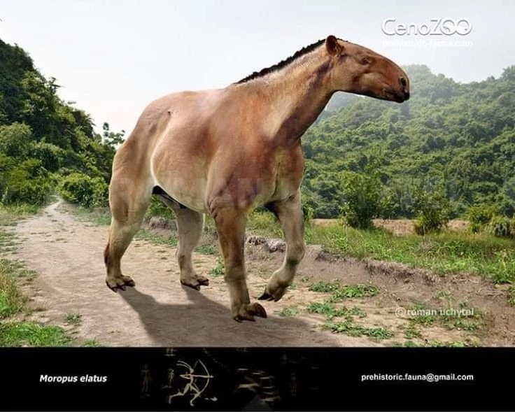 Loài ngựa kỳ dị nhất hành tinh, móng vuốt dài 20 cm, cao gần 2,5 mét 