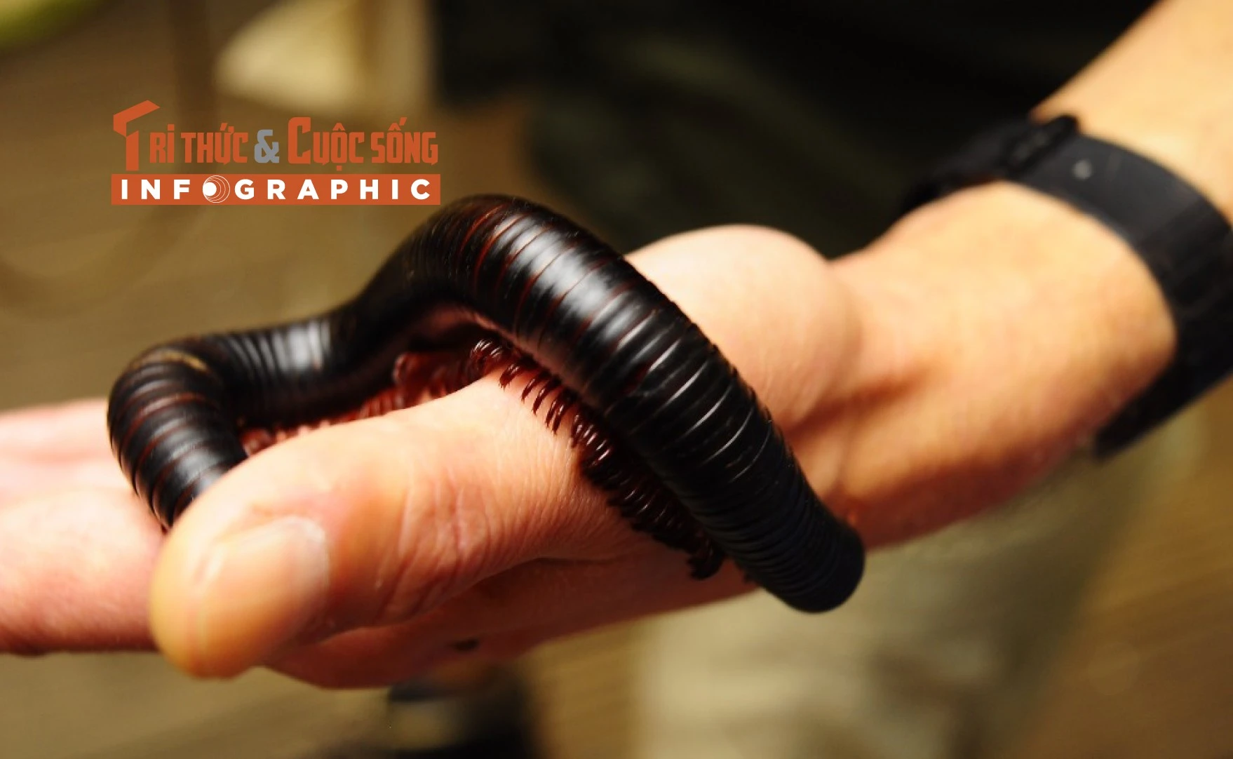 [INFOGRAPHIC] Loài cuốn chiếu lớn nhất thế giới 