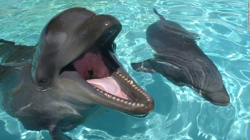 Kỳ lạ loài vật lai giữa cá heo và cá voi, cực kỳ thông minh... thân thiện