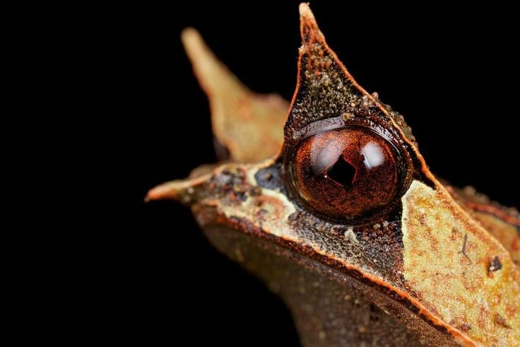 Loài lưỡng cư kỳ lạ có gai trên mắt, bậc thầy ngụy trang trong rừng rậm 