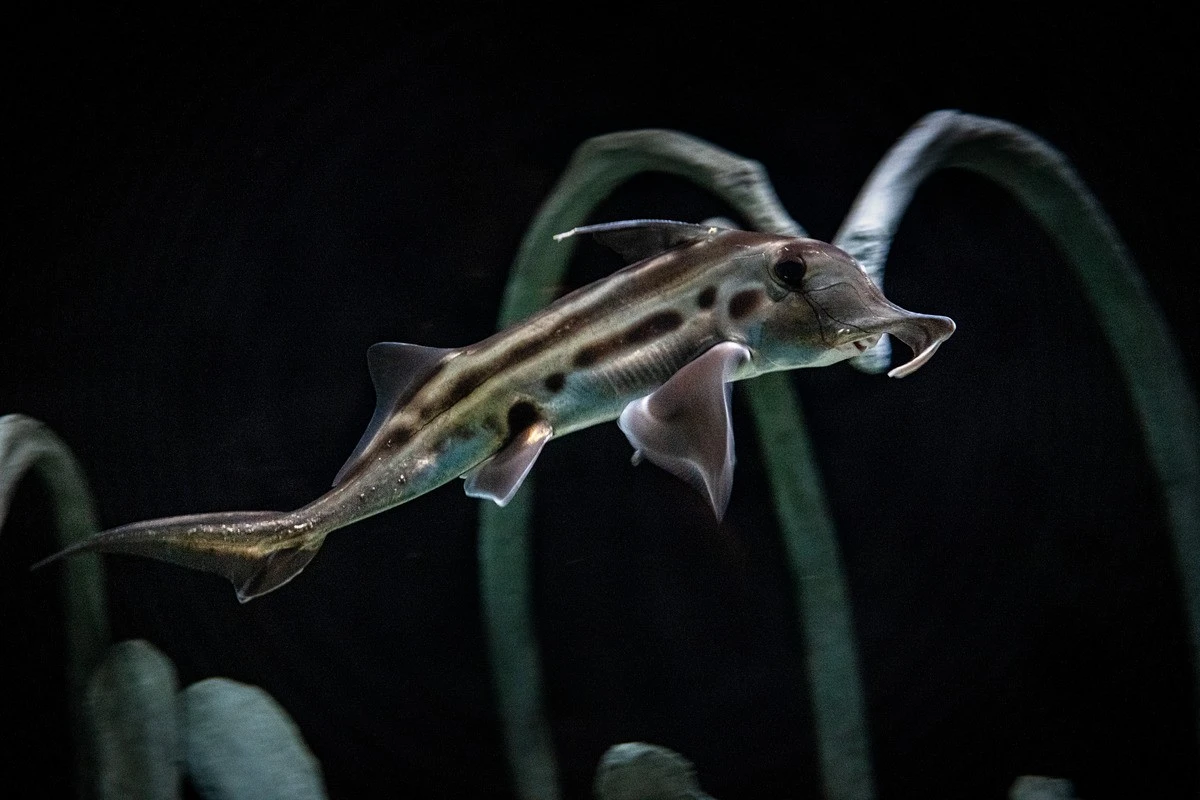Cận cảnh loài cá 300 triệu tuổi, cổ xưa nhất còn tồn tại trên Trái đất