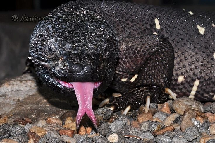 Nọc độc đáng sợ của loài thằn lằn kỳ dị nhất Trung Mỹ