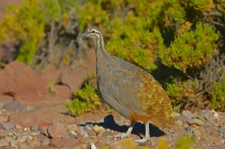 Kỳ thú loài chim nhỏ như gà nhưng là họ hàng của đà điểu 