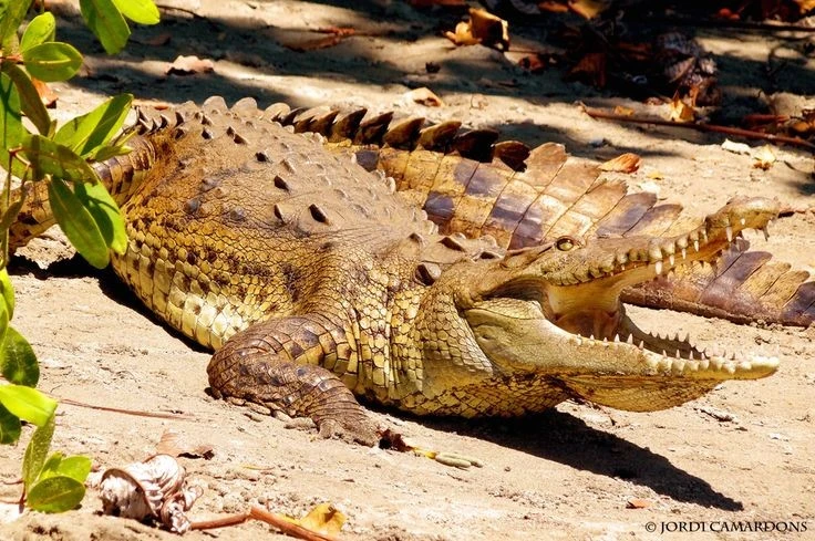 Hàm răng kỳ dị của loài cá sấu dài 5 mét, chỉ có ở Nam Mỹ 