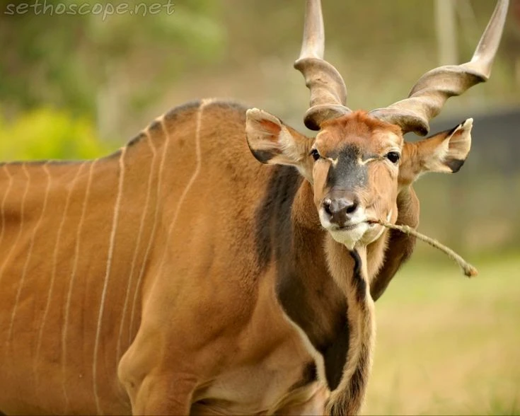 Vẻ đẹp siêu thực của 'Thần thú sừng xoắn' châu Phi