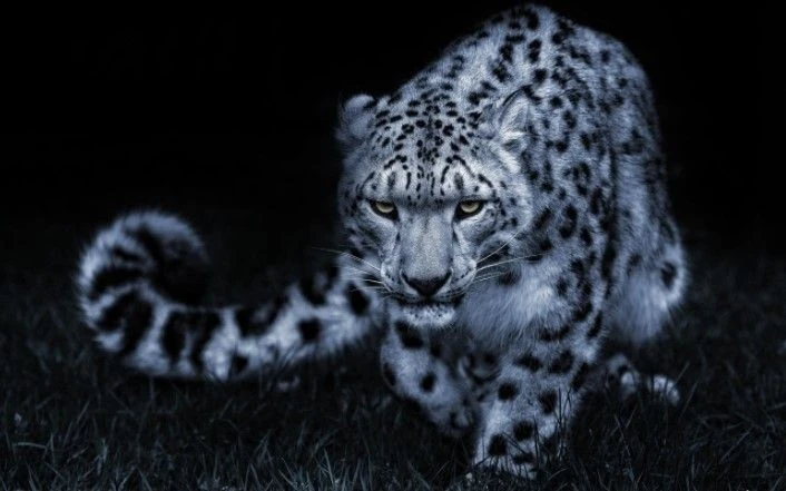 Nguy cơ nào cho loài vật được mệnh danh 'chúa tể dãy Himalaya'?