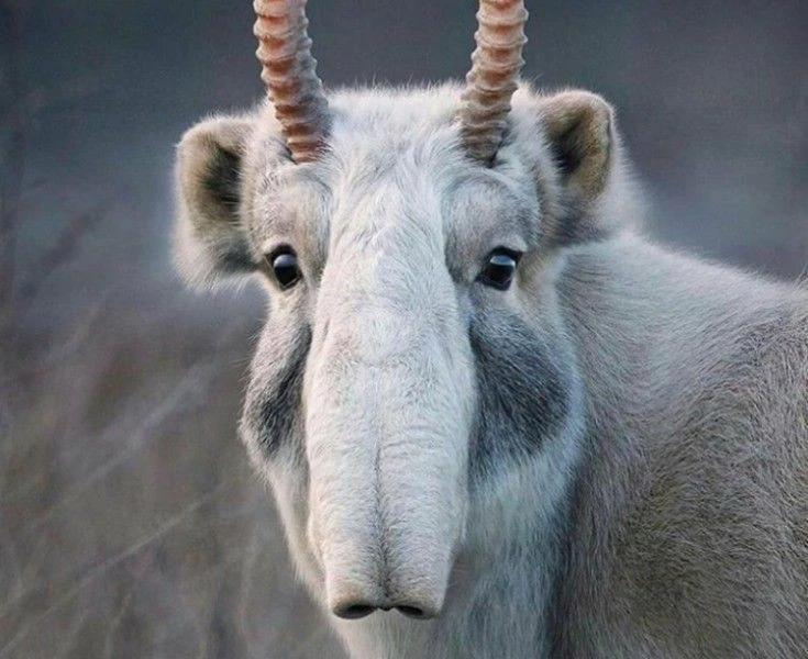 Ngoại hình gây sốc của loài linh dương duy nhất có vòi 