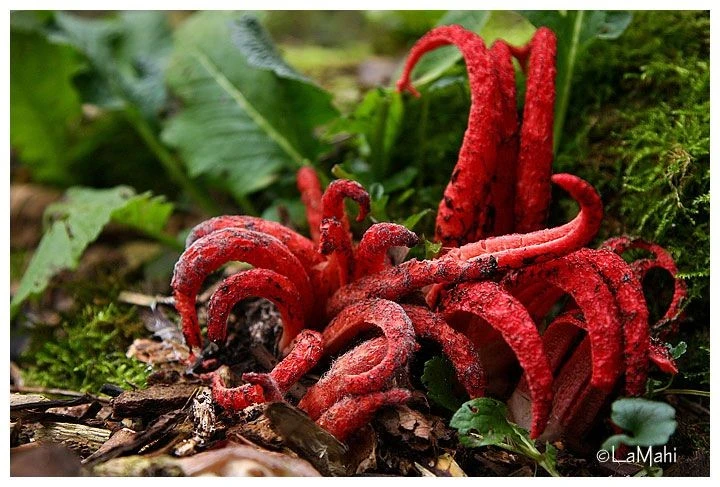 Tận mục loài nấm có súc tu 'quái vật', tỏa mùi như thây ma 