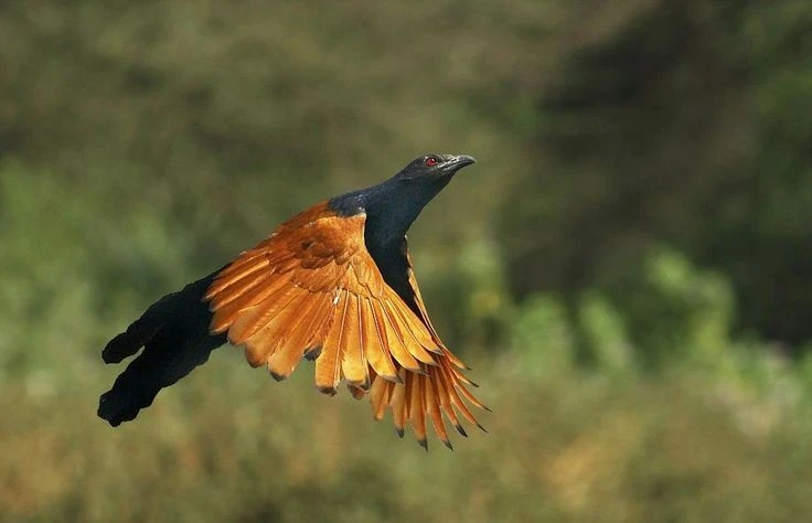 Loài chim có tiếng kêu đặc biệt, săn rắn cực đỉnh có nhiều ở Việt Nam 