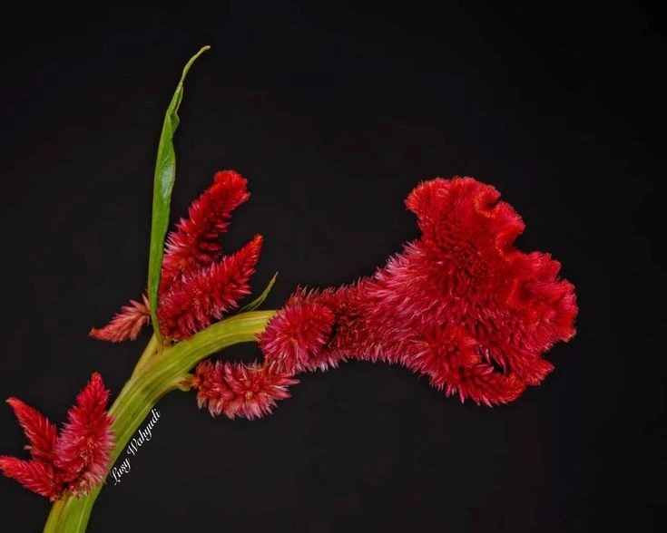 Điều bất ngờ về hoa mồng gà quen thuộc ở Việt Nam