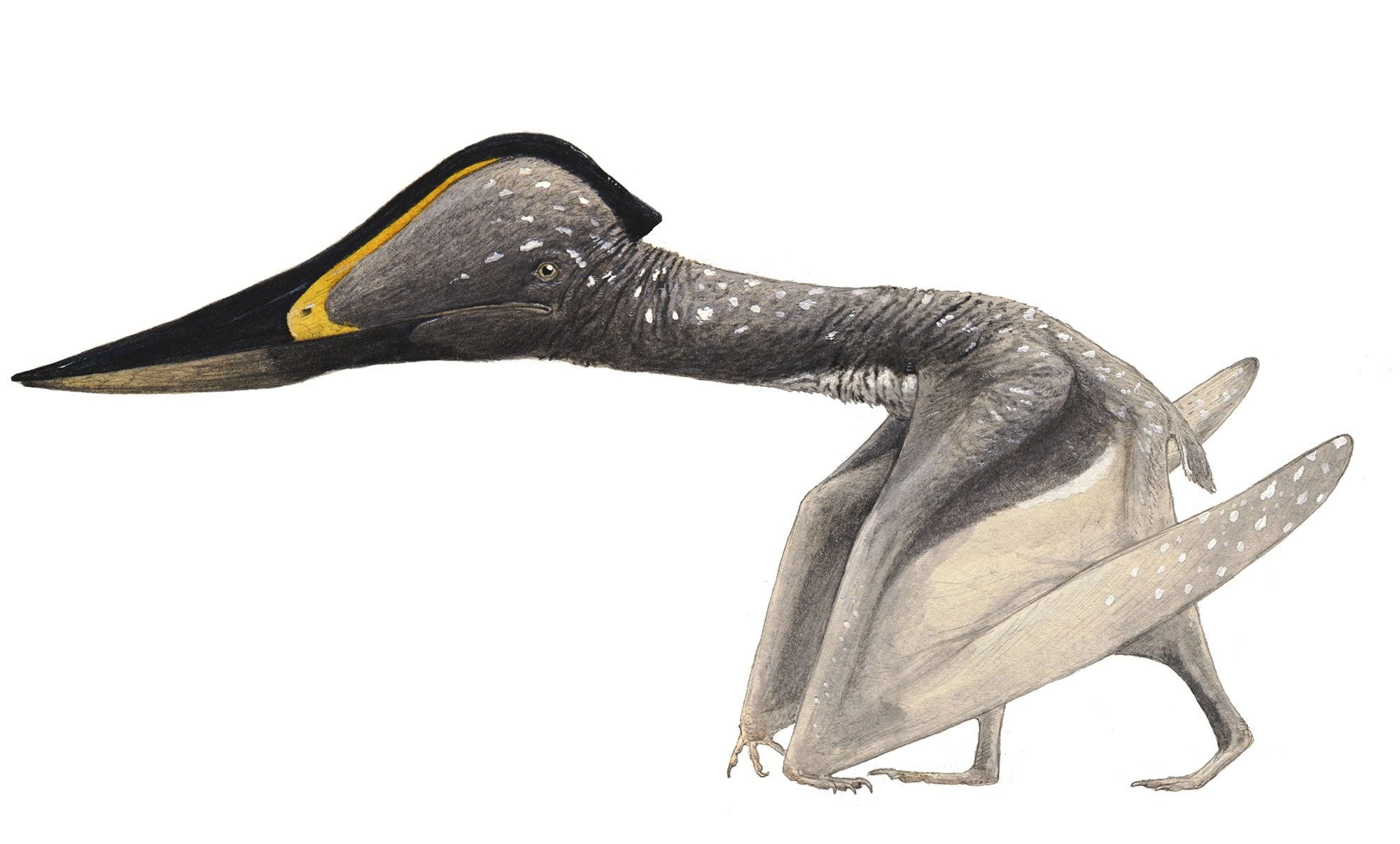 View - Tận mục loài thằn lằn bay có mỏ cực dị, sải cánh rộng 3 mét | Báo Tri thức và Cuộc sống - TIN TỨC PHỔ BIẾN KIẾN THỨC 24H