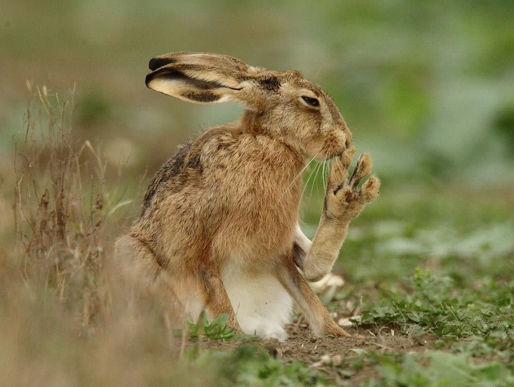Đôi chân dị thường của loài thỏ chạy nhanh nhất thế giới 