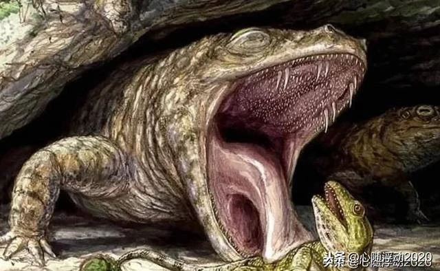 Loài lưỡng cư bọc thép, răng sắc như dao, săn mồi tuyệt đỉnh