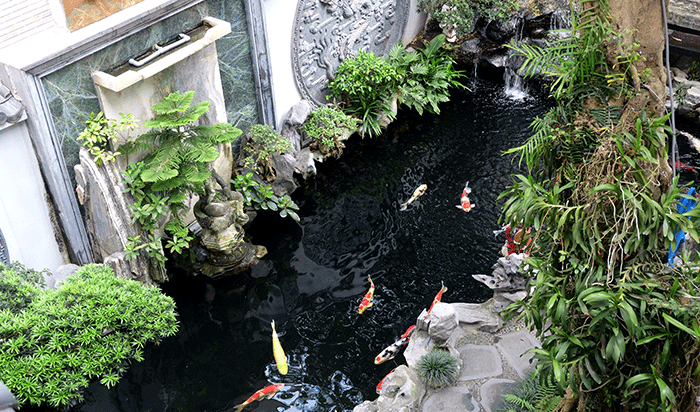 Ngoài việc là một loài cá rất đẹp, cá Koi còn được yêu thích bởi được cho rằng chúng có thể mang lại vượng khí cho gia chủ.
