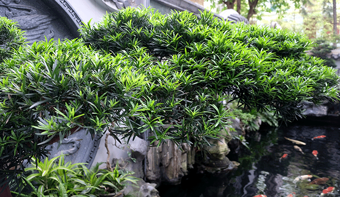 Ngoài giá thành khá cao, để chơi được cá coi cũng đòi hỏi gia chủ phải có không gian tương đối rộng.
