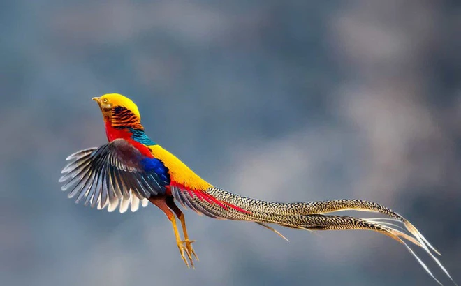 Vì sao chim trống luôn có nhan sắc vượt trội hơn chim mái?