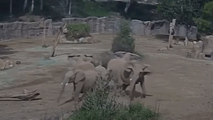 Phản ứng kỳ lạ của đàn voi trước trận động đất