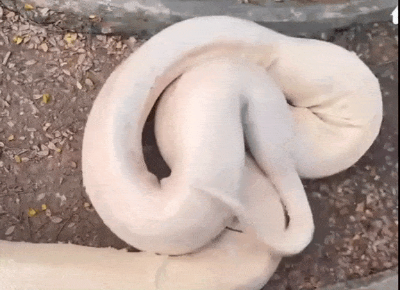 Tận mục trăn bạch tạng “siêu to khổng lồ”, ngày ăn hết 15kg