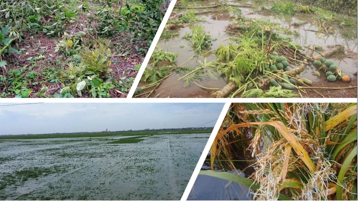 Ngập lụt, lúa nảy mầm như giá đỗ, thiệt hại 3.000 tỉ đồng