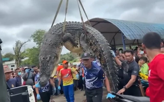 Mổ bụng cá sấu khổng lồ, kinh hãi khi thấy thứ bên trong