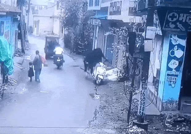 Bò “trộm” xe máy chạy một lèo khiến người dân hốt hoảng