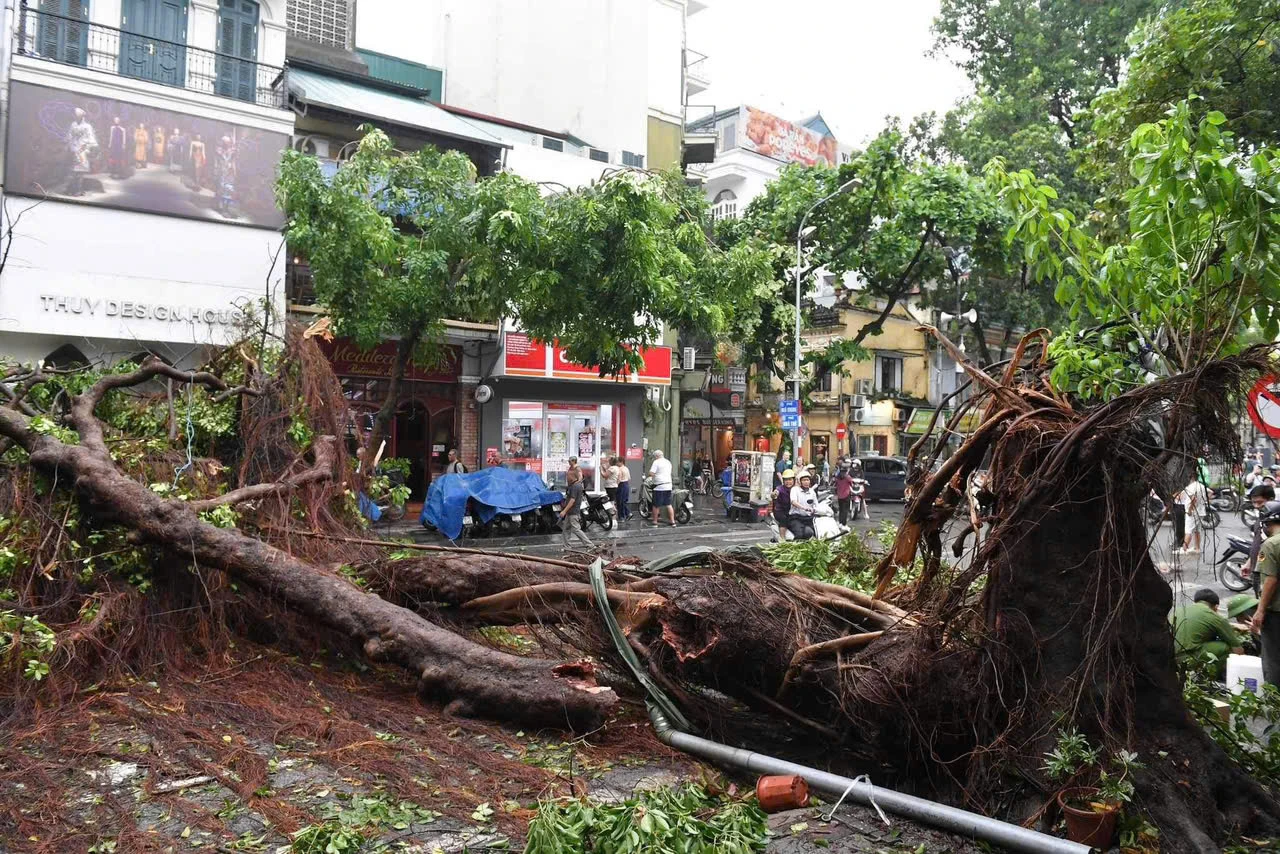 Cần trồng lại cây bị bão quật ở Hà Nội nhiều nhất có thể