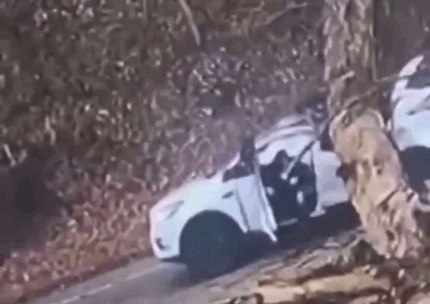 Cây lớn đè bẹp xe, người phụ nữ sống sót thần kỳ