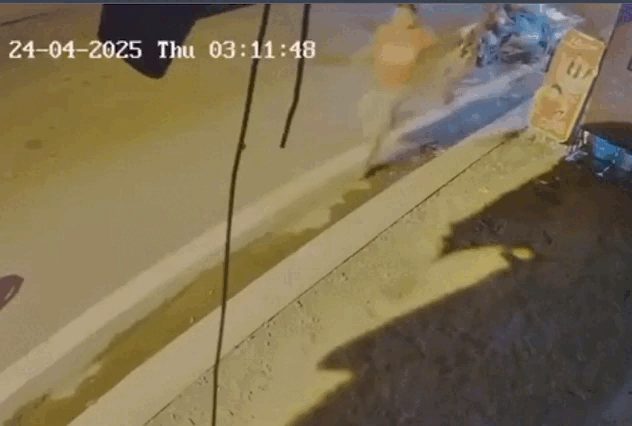 Ông cụ lớn tuổi ngã nhào vì đuổi theo tên trộm chim biết nói