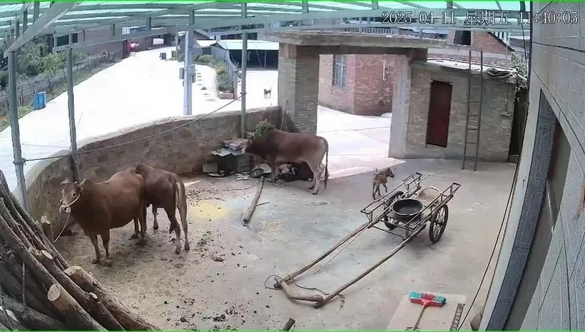 Đang cho bò ăn, người đàn ông bị húc và giẫm tử vong