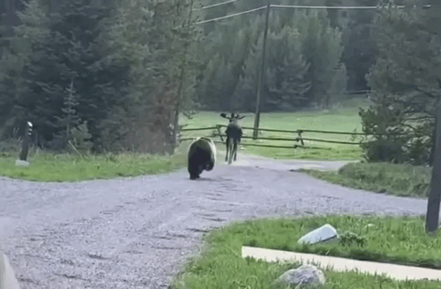 Nai sừng tấm khổng lồ hốt hoảng vì bị sinh vật này truy đuổi