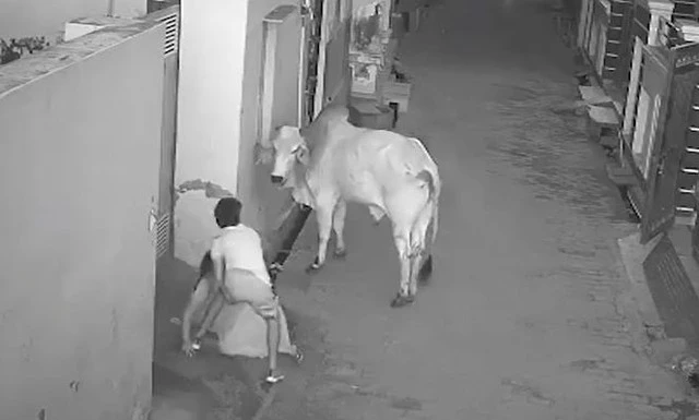 Bò “điên” tấn công người bà trên phố, cậu bé lao tới giải cứu