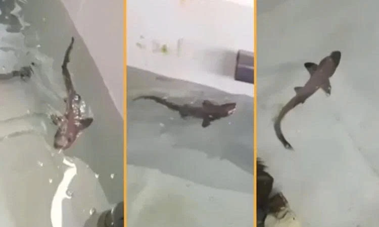 Độc lạ chú cá mập con được sinh ra mà không có bố