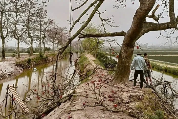 Hàng cây gạo bị chặt cành sau “phốt” thu phí gây bức xúc mạnh