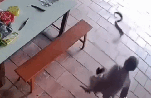 Cụ bà 98 tuổi bị rắn hổ mang “khủng” lao tới tấn công