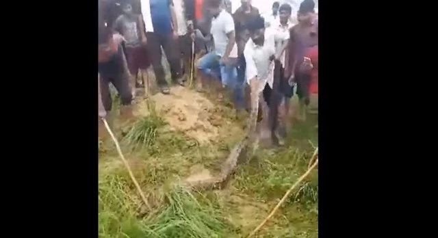  Trăn khủng dài 5 mét bị người dân tóm sau khi nuốt chửng bò