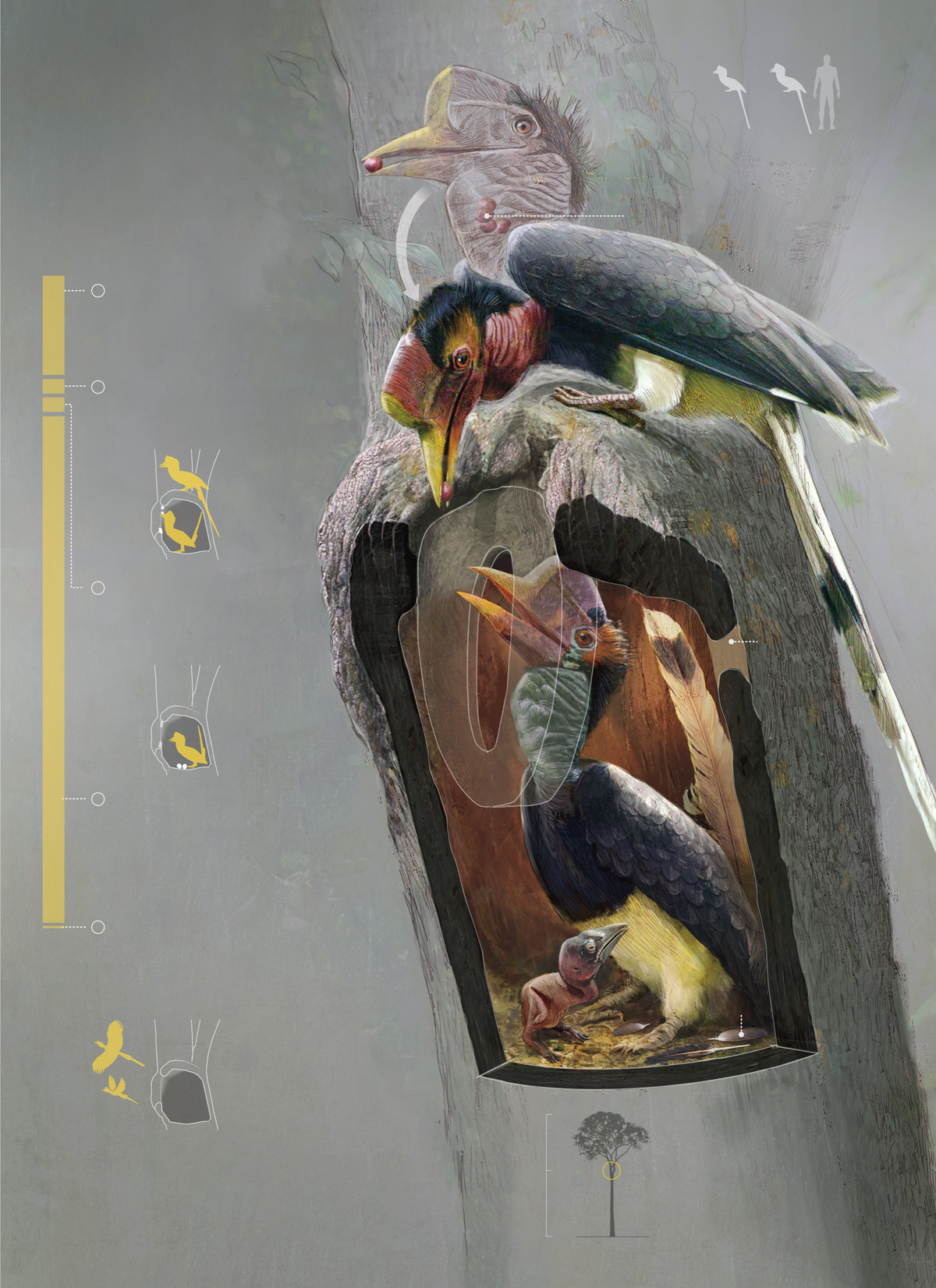 Toàn bộ thức ăn cho cả gia đình trong khoảng thời gian này đều phụ thuộc vào con trống. Nếu Tê điểu trống bị săn giết, cả gia đình của nó cũng chết theo.