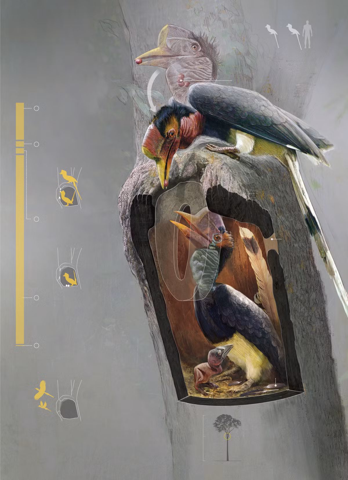 Toàn bộ thức ăn cho cả gia đình trong khoảng thời gian này đều phụ thuộc vào con trống. Nếu Tê điểu trống bị săn giết, cả gia đình của nó cũng chết theo.