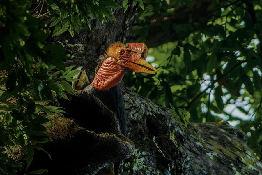 Tận mục “khủng long bay” có sừng quý hơn ngà voi, nguy cơ tuyệt chủng