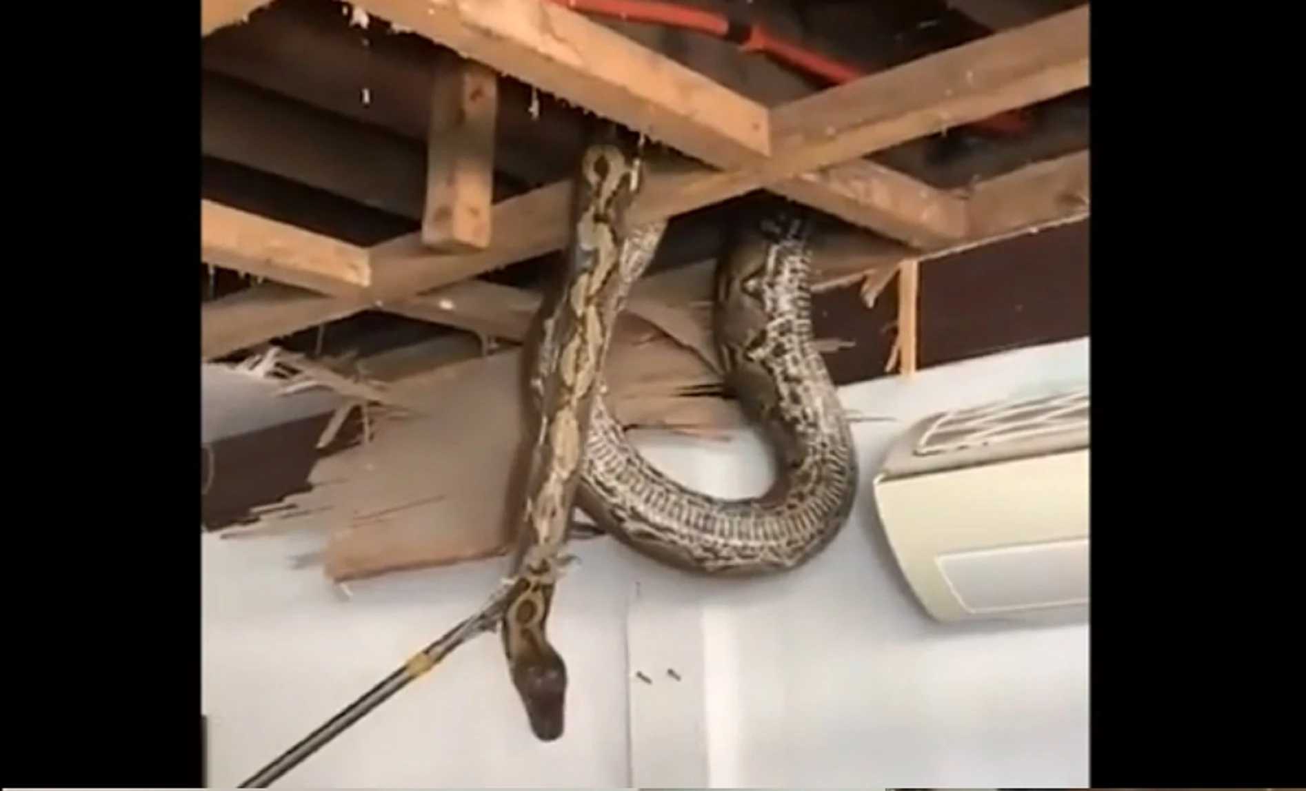 Kinh hoàng 'quái thú' dài hơn 8 mét ẩn náu trên mái nhà 