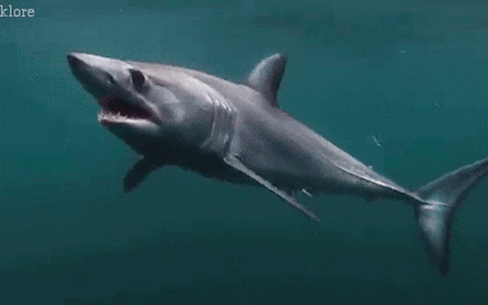 Loài cá mập mako này có hai loại được phân biệt vây ngắn và vây dài. Khi trưởng thành dài từ 2,75–4 m (9–13 ft) và có thể cân nặng tới 800 kg (1.750 pao), có đặc điểm phần lưng màu ánh xanh và phần bụng màu trắng. Ảnh: Klore gif