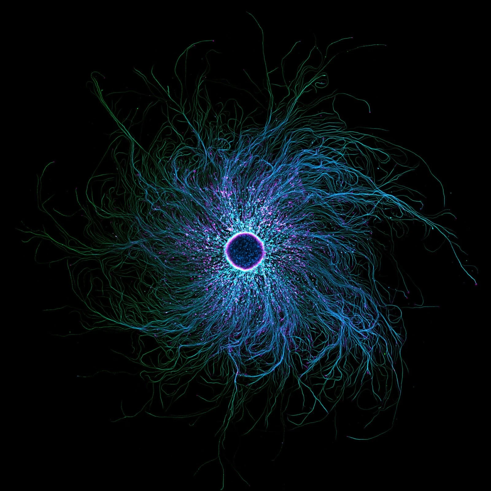 Loạt ảnh hiển vi khoa học đẹp nhất năm đốn tim, xoắn não người xem