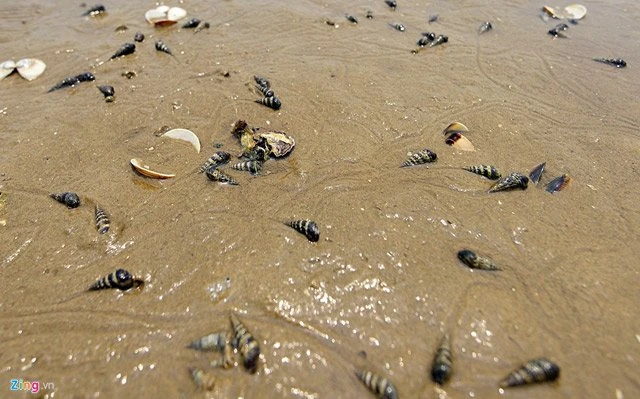 Sau cá, đến lượt ngao chết trắng dọc bãi biển