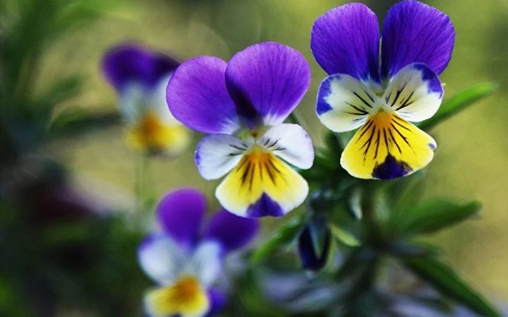 Rực rỡ sắc hoa lạ, giá rẻ bất ngờ ở Đà Lạt