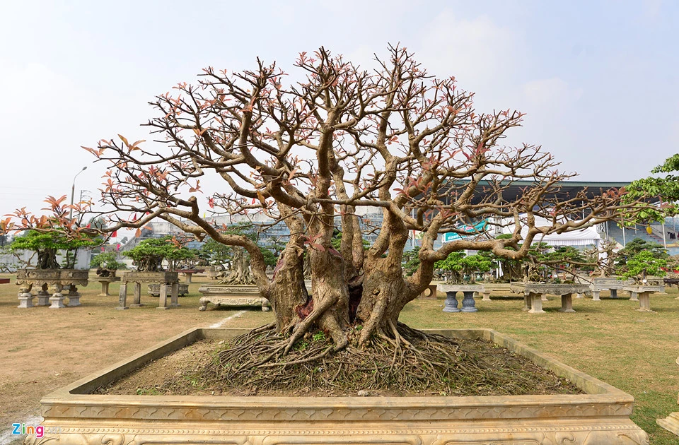 Cây cảnh giá nửa tỷ ào ạt xuất hiện dịp cuối năm