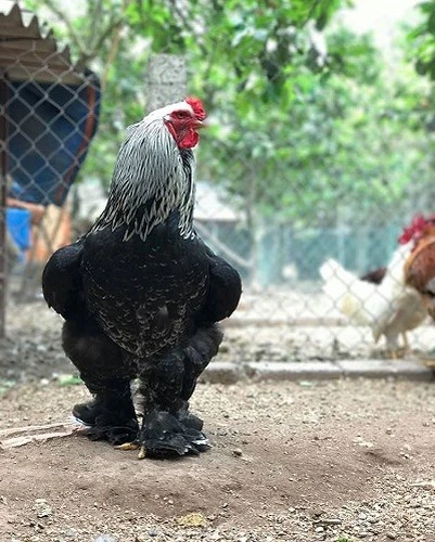 Dân chơi săn lùng hàng hiếm gà khổng lồ giá 35 triệu đồng/cặp